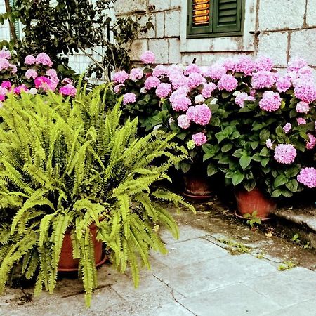 Apartments Sensa Dubrovnik Dış mekan fotoğraf
